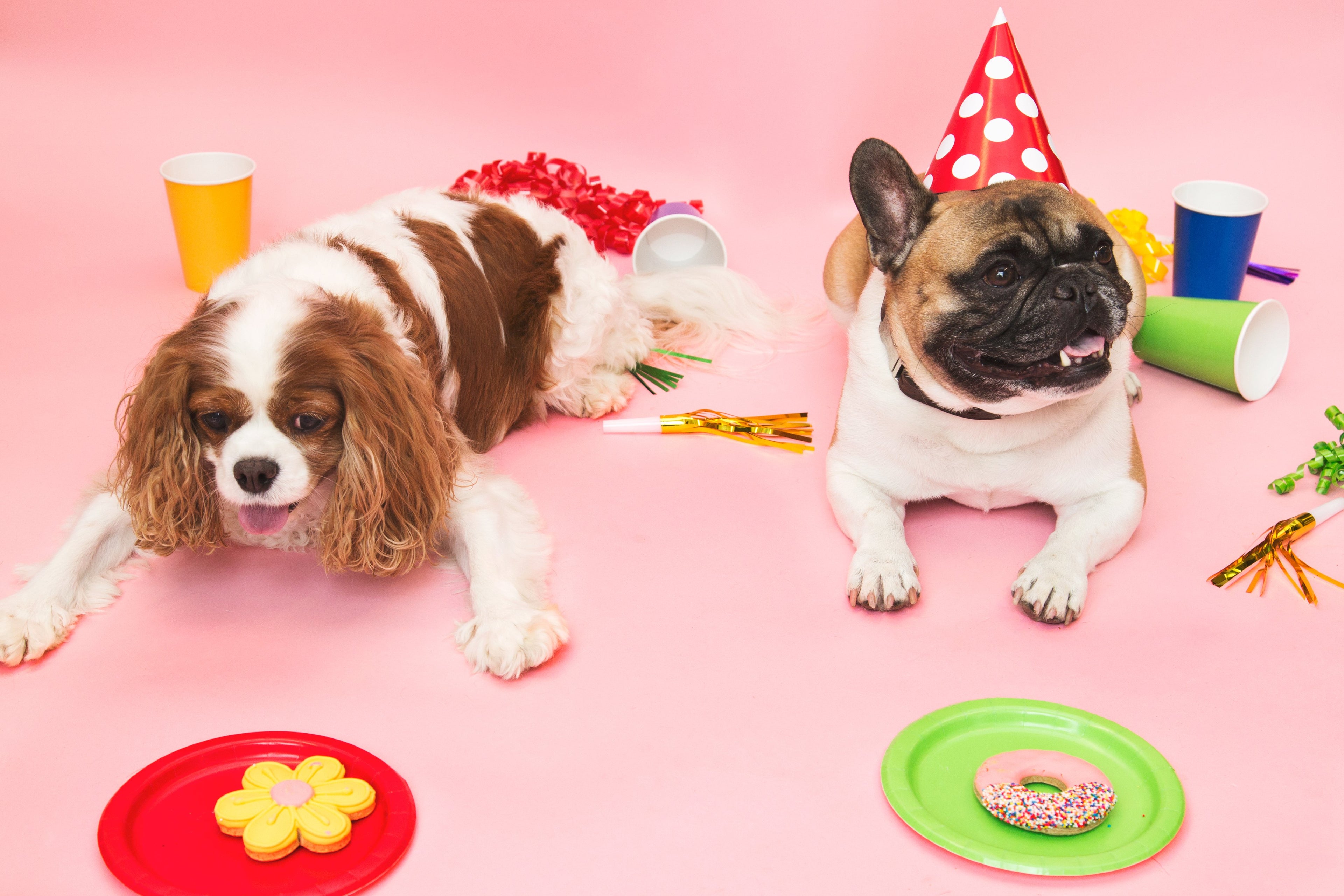 Dog Party Deals!