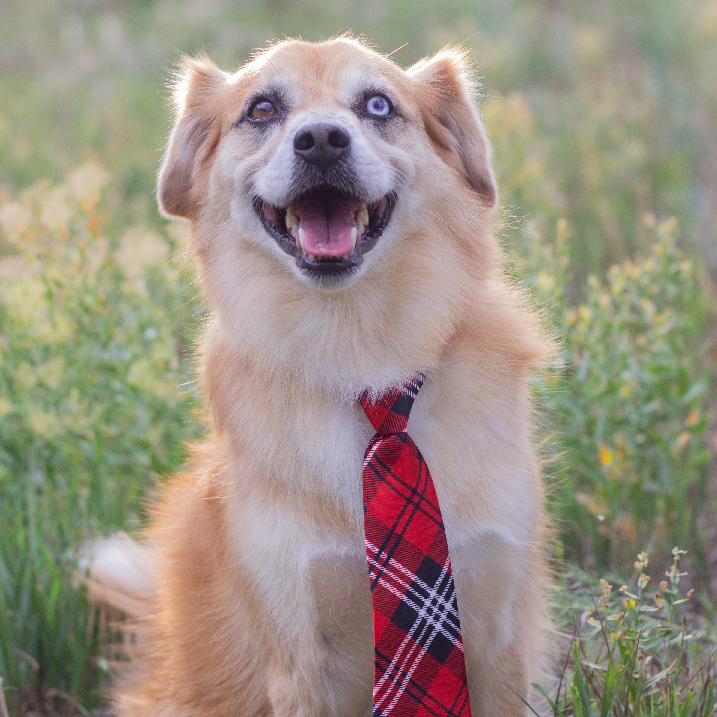 Birthday Hat For Dogs