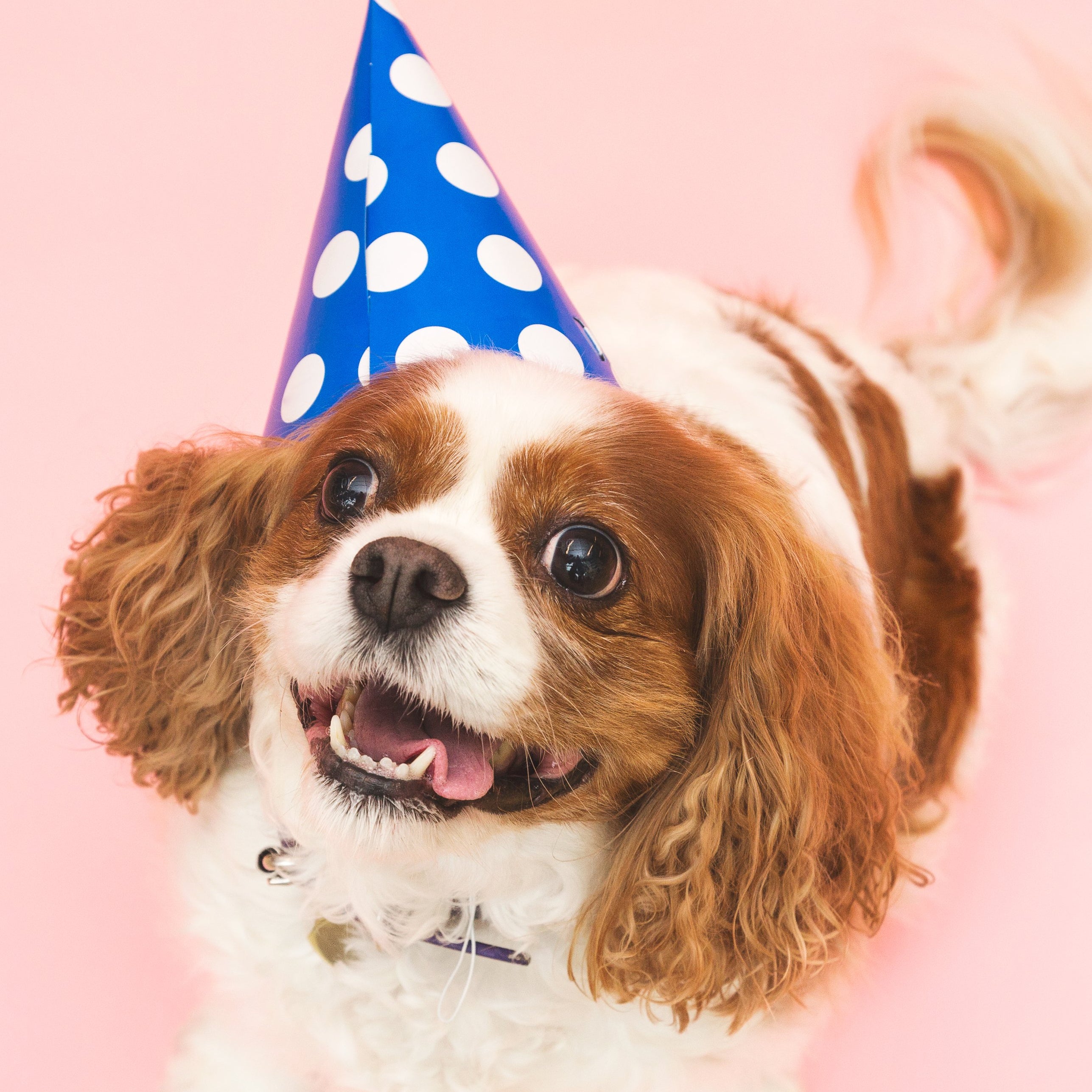 Birthday Hat For Dogs