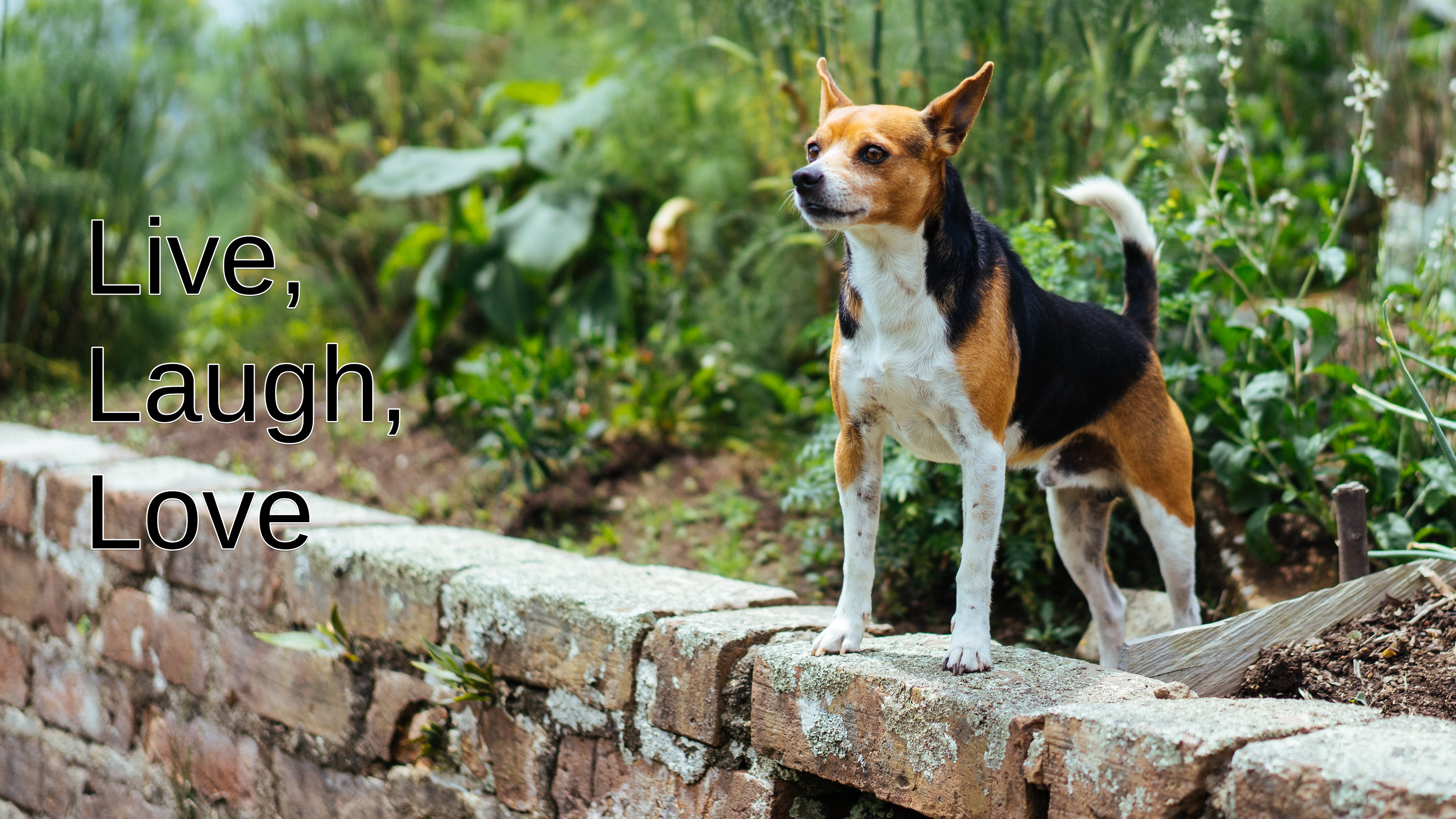 Inspirational Desktop Background for Dogs