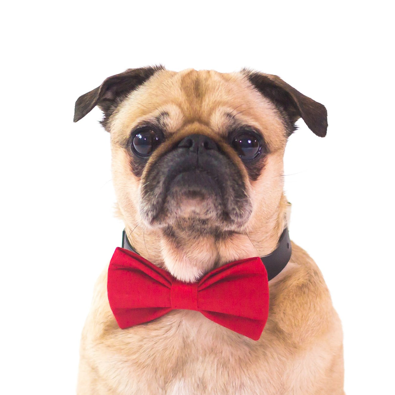 Birthday Hat For Dogs
